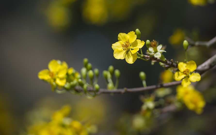 Vietnamese Traditional New Year